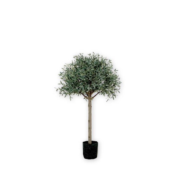 39017-Olivenbaum-180